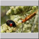 Adalia bipunctata - Zweipunkt 10.jpg